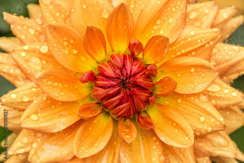 Beautiful geometric flower with a golden ratio design. Fibonacci numbers in  nature. - Buy this stock photo and explore similar images at Adobe Stock |  Adobe Stock