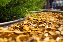 Decorative Mulch, Mulching, Bark With An Alement Of The Flower Bed. Wood Chips. Natural Pine Mulch Yellow Colored For Flower Beds And Lawns. Focus On The Center Of The Frame. The Edges Are Blurred.