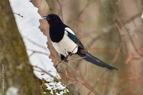 Eurasian Magpie Flew To The Bird Feeder And Eats Snow In Fact