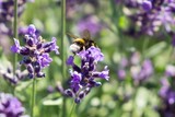 Fototapeta Lawenda - Bumblebee on lavender flower. Slovakia