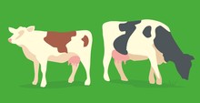 Cow On Green Background. Vector Flat Illustration