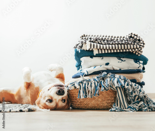 Fotografía Beagle dog lies on floor near the basket with laundry