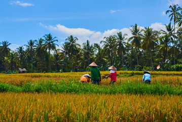 Beautiful view of the yellow rice field on the blue sky and white cloud background; Asian farmers harvest rice by the traditional method; use the sickles during the harvest season at countryside