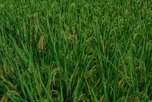 Agriculture. Harvesting Time. Farm, Paddy Field. Rice Spikes In A Golden Rural Area. Well Ripened Crop. Mature Harvest. Ripening Field, Close Up, Selective Focus. Lush Gold Fields Of The Countryside.