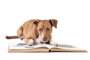 Canvas Print - dog reading a book lying on white background