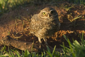 Canvas Print - Pretty owl in the field (Athene cunicularia).