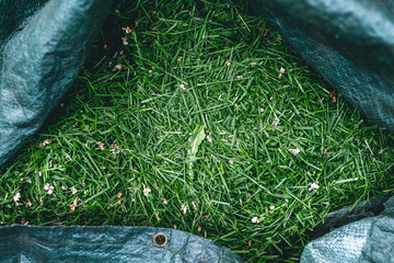 A full sack with freshly cut grass. Working in the garden, mowing the grass.