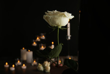 Woman Holding Beautiful White Rose On Blurred Background. Funeral Symbol