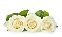 Beautiful Fresh Roses On White Background. Funeral Symbol