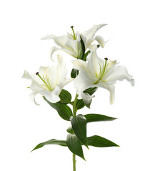 Poster - beautiful lilies on white background. funeral flowers