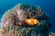 A family of cute Clownfish in their home anemone on a tropical coral reef