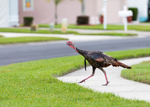 Wild Turkey In Suburbs