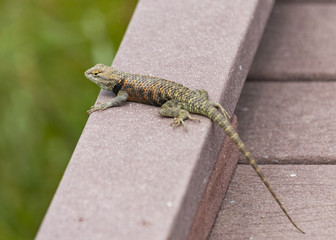 lizard
