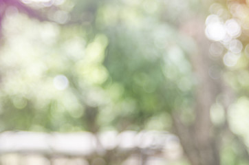 blur light background green park