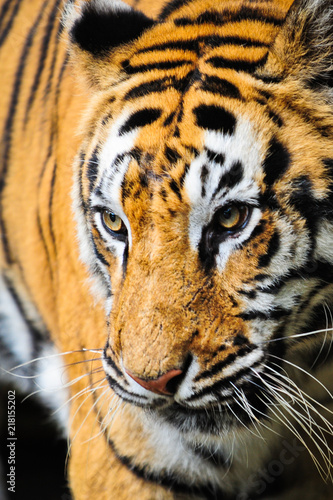 Plakat Tygrys z bliska portret