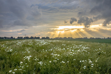 Sticker - Dutch countryside with white daisy flowers