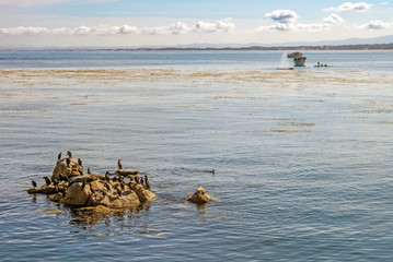 Wall Mural - Whales, sea lions and sea birds are being watched by tourists.