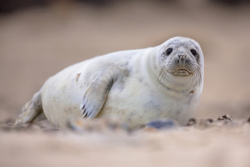 Poster - Curious harbor seal