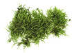 Green moss on white background, top view.
