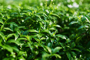 Naklejka na meble Tree leaves and branches with raindrops. Green foliage of a healthy plant  glistening with raindrops. Green leaf represents the perfection of nature and freshness. Amazing nature background or banner.