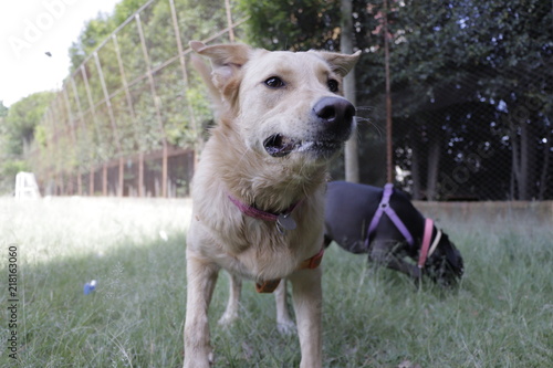 Cuadros en Lienzo dogs perros doggie dulce sweet nala lucas
