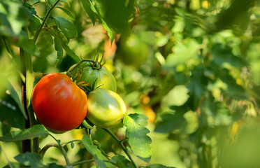 tomatoes growing on the vine