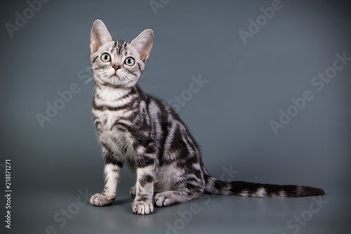 American Shorthair Cat On Colored Backgrounds Buy This Stock