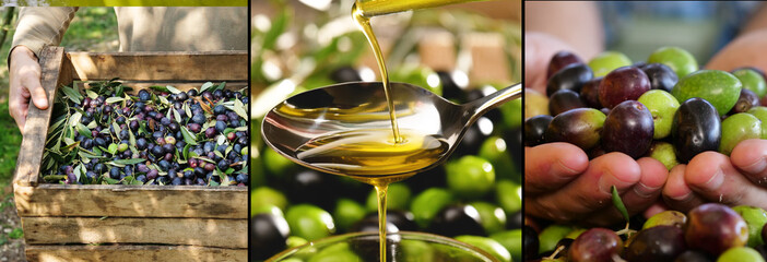 composition of Italian oil and olives, concept of bio food and genuine food. Italian olive groves and tradition and passion for ancient work.