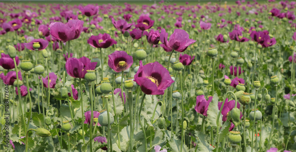 Field of opium poppy, Papaver somniferum - obrazy, fototapety, plakaty 