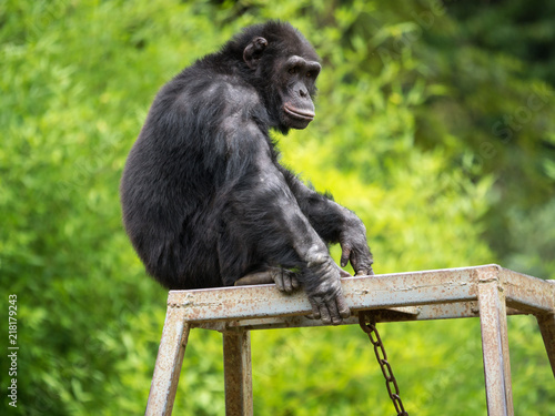 Zdjęcie XXL Szympans na srebrnym plecach