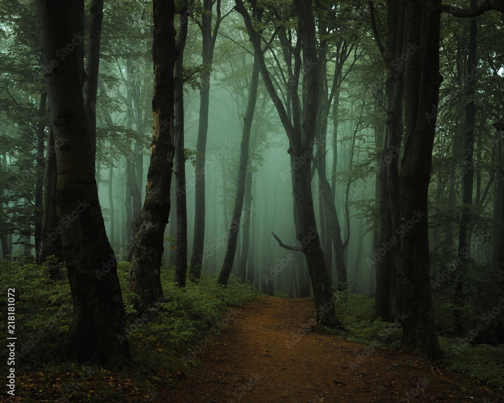 Dreamy foggy dark forest. Trail in moody forest. Alone and creepy feeling  in the woods Stock Photo | Adobe Stock, image size:1000x800