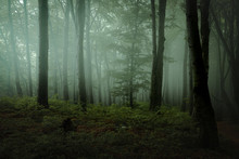 Dreamy Foggy Dark Forest. Trail In Moody Forest. Alone And Creepy Feeling In The Woods