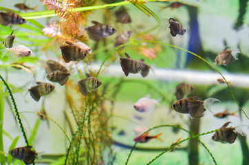 Wall Mural - Many fish Termezii in the clean and clear aquarium