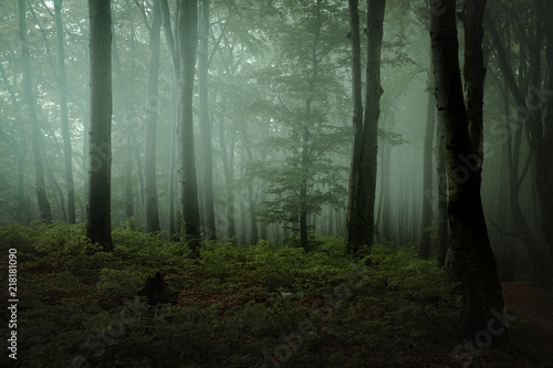 Fototapeta Dreamy foggy dark forest. Trail in moody forest. Alone and creepy feeling in the woods