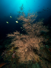 Wall Mural - Black coral