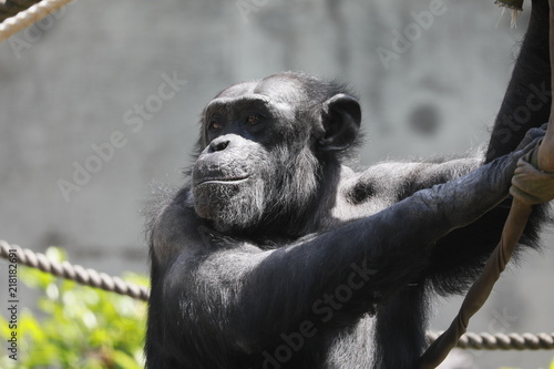 Plakat Małpa małpa szympansa