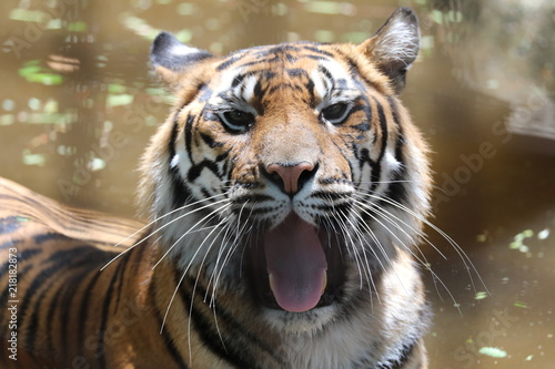 Plakat Tygrys tygrys tygrys sumatrzański