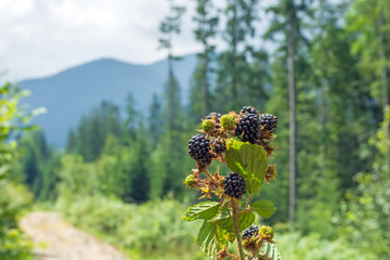 ripe, juicy, natural blackberries in the hand of a young girl against the background of high mountains