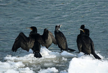 Four Great Cormorants On Chunks Of Ice