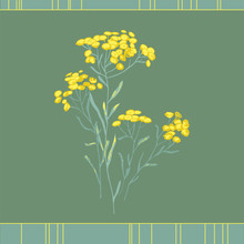 Helichrysum Arenarium. Medicinal Plant. Steppe Grass.Botanical Illustration. Yellow Flowers.sandless Immortelle.
