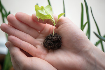 Hands of woman preparing to carefully plant seedlings of salad in fertile soil in bigger pot. Taking care and growth concept. Background of spring onions