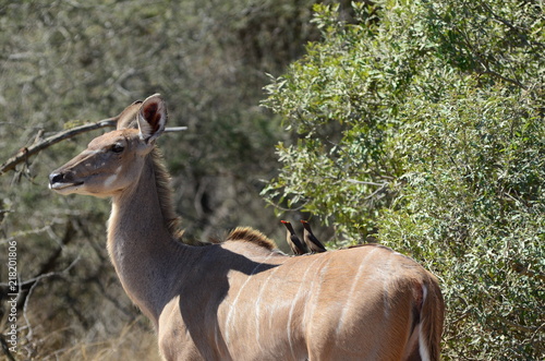 Fotografie, Obraz Fauna al parco Kruger, uccellini di passaggio su cervo africano