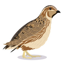 Common Quail Bird