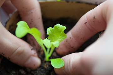 Two hands of woman carefully planting seedlings of salad in fertile soil in bigger pot. Taking care and growth concept