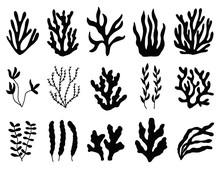 Seaweed Silhouette Isolated. Marine Plants On White Background.