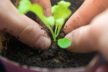 Two hands of woman carefully planting seedlings of salad in fertile soil in bigger pot. Taking care and growth concept