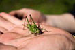 Green  Grasshopper on the hand