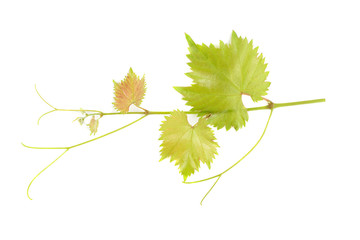 Wall Mural - branch of a vine grapes isolated on a white background