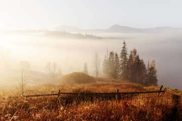 Wall Mural - Amazing scene on autumn mountains. Yellow and orange trees in fantastic morning sunlight. Carpathians, Europe. Landscape photography