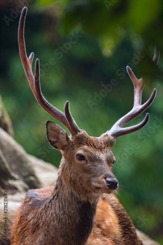 日本鹿のアップ 角の堂々たる雄鹿の表情 Stock Photo Adobe Stock